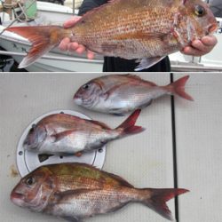 来温丸（らいおんまる） 釣果