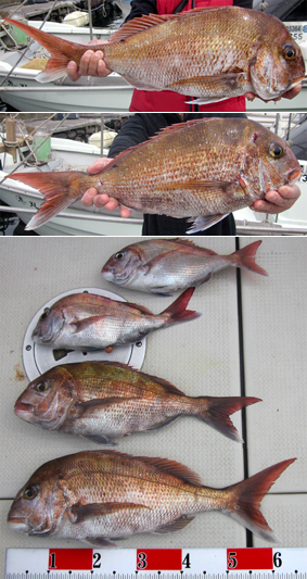 来温丸（らいおんまる） 釣果