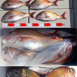 来温丸(らいおんまる) 釣果