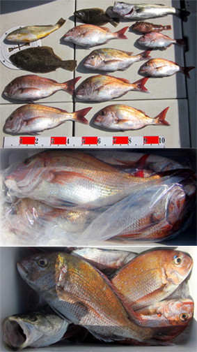 来温丸（らいおんまる） 釣果