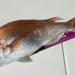 オーフリー 釣果