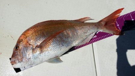 オーフリー 釣果