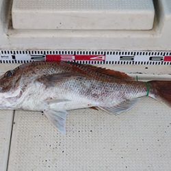 松本釣船２ 釣果