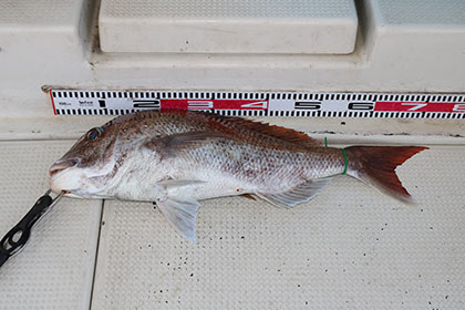 松本釣船２ 釣果