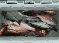 長栄丸(静岡) 釣果