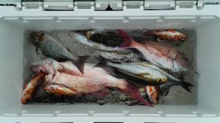 長栄丸(静岡) 釣果