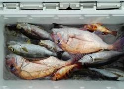 長栄丸(静岡) 釣果