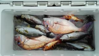 長栄丸(静岡) 釣果