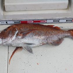 松本釣船2 釣果