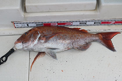 松本釣船2 釣果