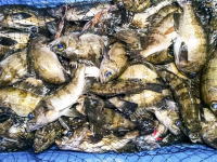 オーシャンマスター 釣果