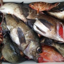 オーフリー 釣果