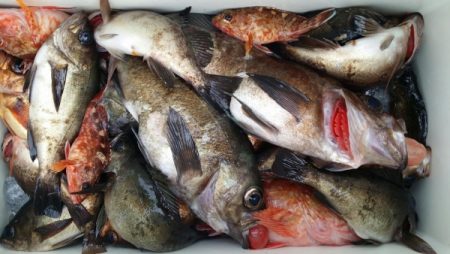 オーフリー 釣果