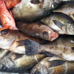 オーフリー 釣果