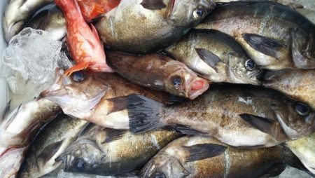 オーフリー 釣果