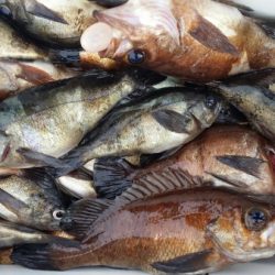 オーフリー 釣果