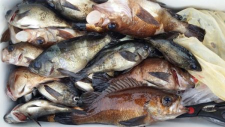 オーフリー 釣果