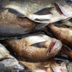 オーフリー 釣果