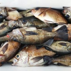 オーフリー 釣果