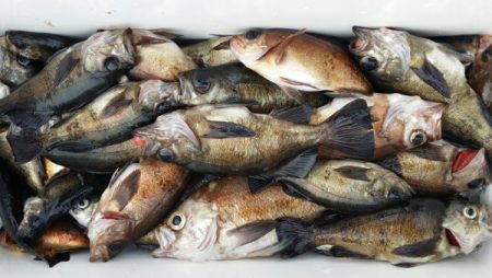 オーフリー 釣果