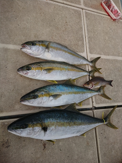 旭星釣りセンター 釣果