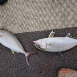 旭星釣りセンター 釣果