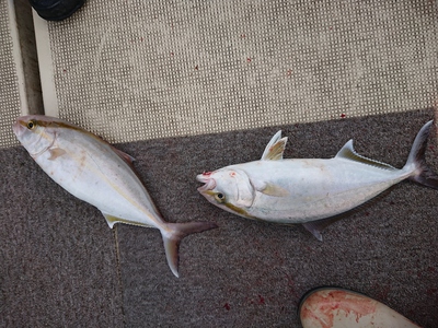 旭星釣りセンター 釣果