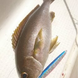 マタウマリンサービス 釣果