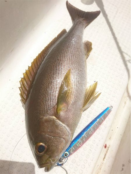 マタウマリンサービス 釣果