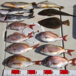 来温丸（らいおんまる） 釣果