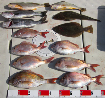 来温丸（らいおんまる） 釣果