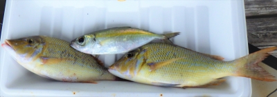 本部釣りイカダ 釣果