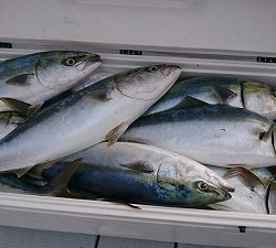 海龍丸(福岡) 釣果