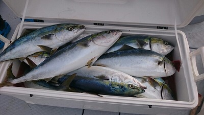 海龍丸(福岡) 釣果