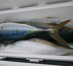 海龍丸(福岡) 釣果