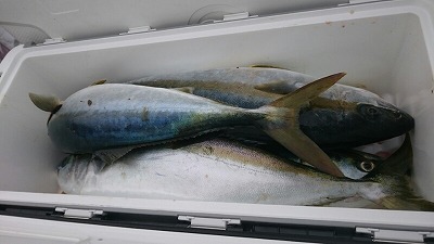 海龍丸(福岡) 釣果