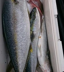 海龍丸(福岡) 釣果