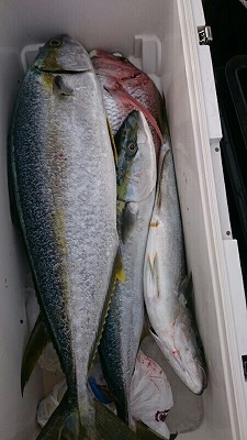 海龍丸(福岡) 釣果