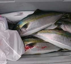 海龍丸(福岡) 釣果