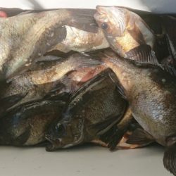 オーフリー 釣果