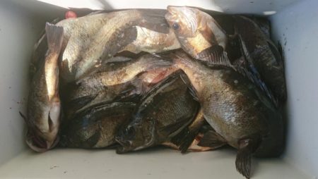 オーフリー 釣果