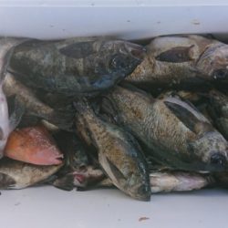 オーフリー 釣果