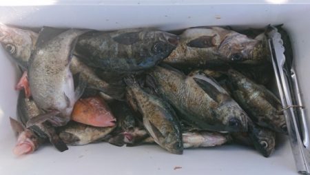 オーフリー 釣果