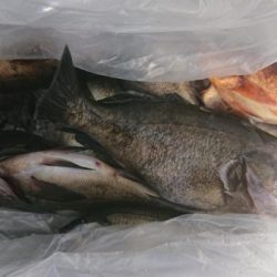 オーフリー 釣果