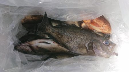 オーフリー 釣果