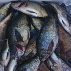 オーフリー 釣果