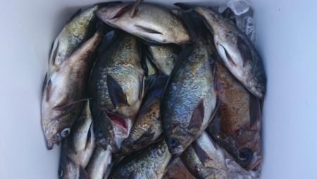 オーフリー 釣果