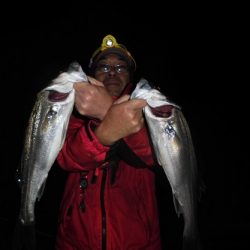 ルアー船マヒマヒ 釣果