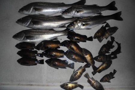 ルアー船マヒマヒ 釣果