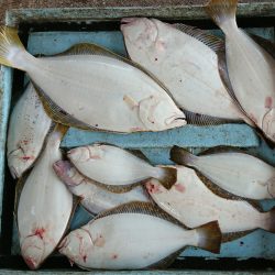 明神釣船 釣果